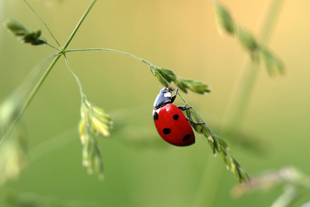 Debugging  - Ein Skill für alle?