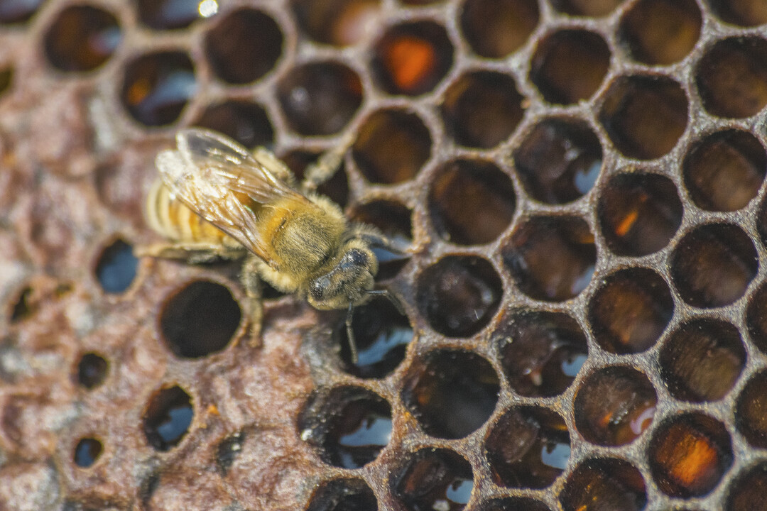 DatenschutzeNa, auch Musterschüler:inrklärung?